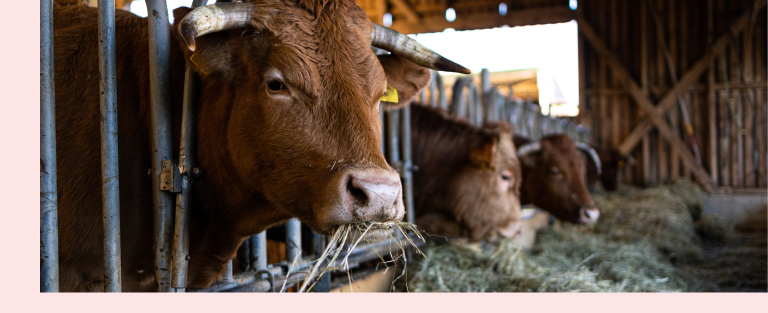 Vache © Lukas - AdobeStock