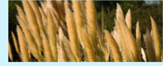 Herbe Cortaderia selloana - Xirestock-Freepik